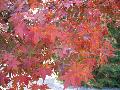 Glowing Embers Japanese Maple / Acer palmatum 